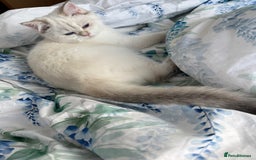 British Longhair cats for sale: British Longair and Shorthair Kittens for sale - Image 20