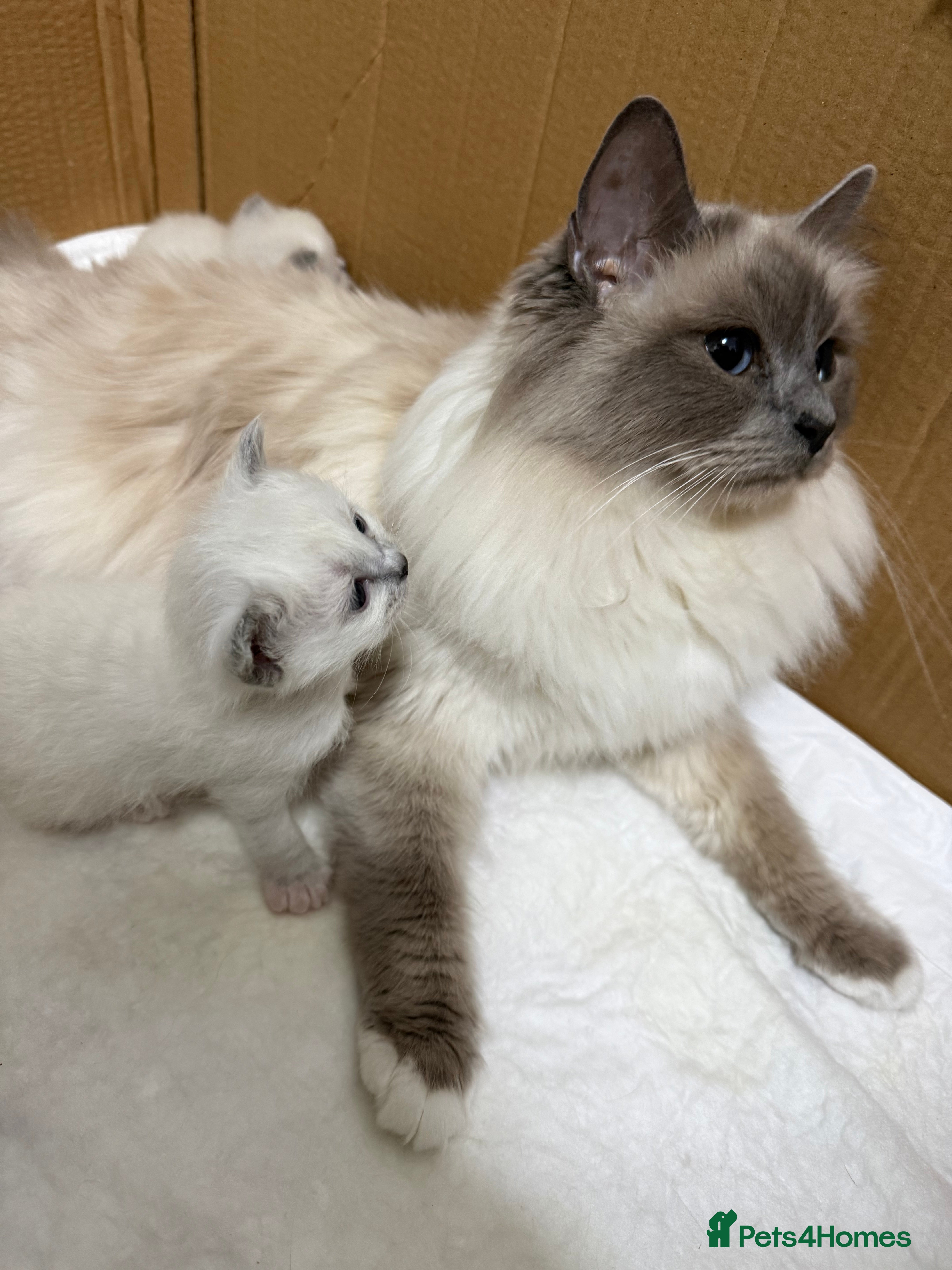 Birman cats Birman kittens - Advert 1