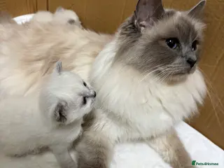 Birman cats Birman kittens - Advert 8