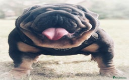 English Bulldog dogs for stud: REGGIE ( MAIN MAN KNUCKLES ) - Image 3