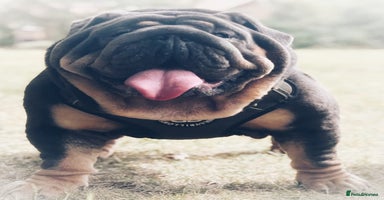 English Bulldog dogs - Advert 7