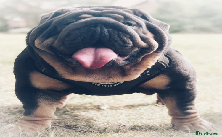 English Bulldog dogs - Advert 4