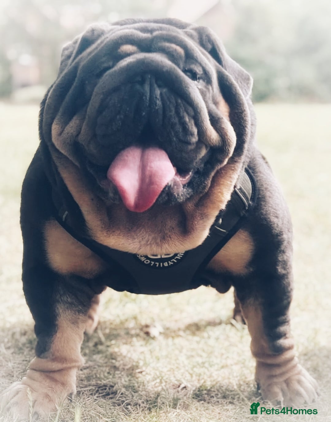 English Bulldog dogs for stud: REGGIE ( MAIN MAN KNUCKLES ) - Image 3