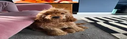 Cocker Spaniel dogs for stud: Show type Cocker spaniel - Advert 5