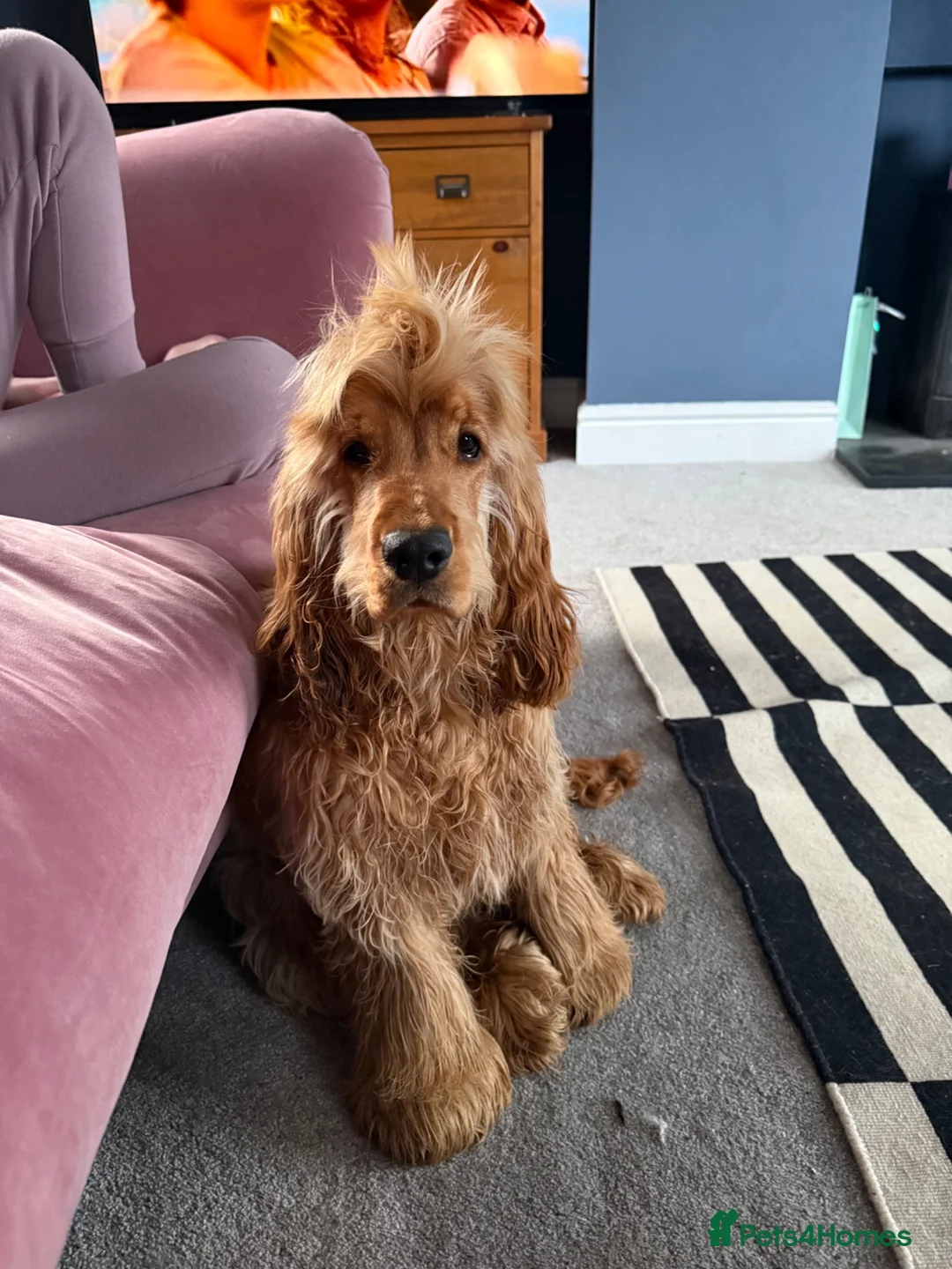 Cocker Spaniel dogs for stud: Show type Cocker spaniel - Advert 5