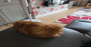 Guinea Pig rodents - Advert 4