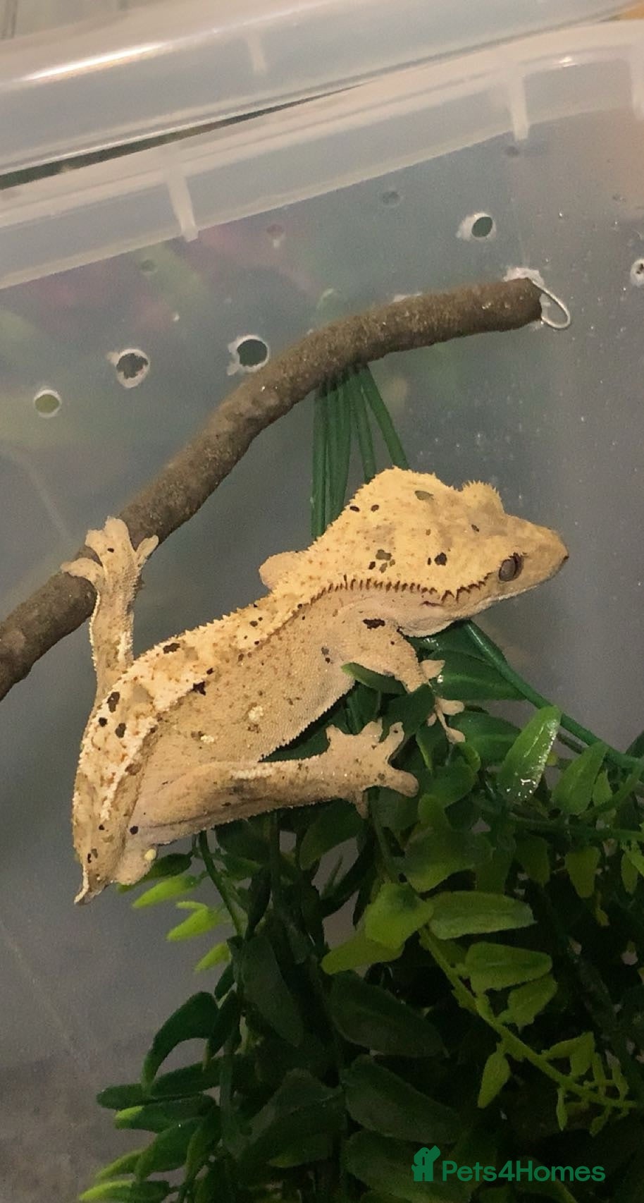Frog reptiles for sale: Reptiles - Advert 1