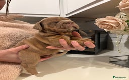English Bulldog dogs for sale: Stunning KC registered English Bulldogs 4 left - Image 8