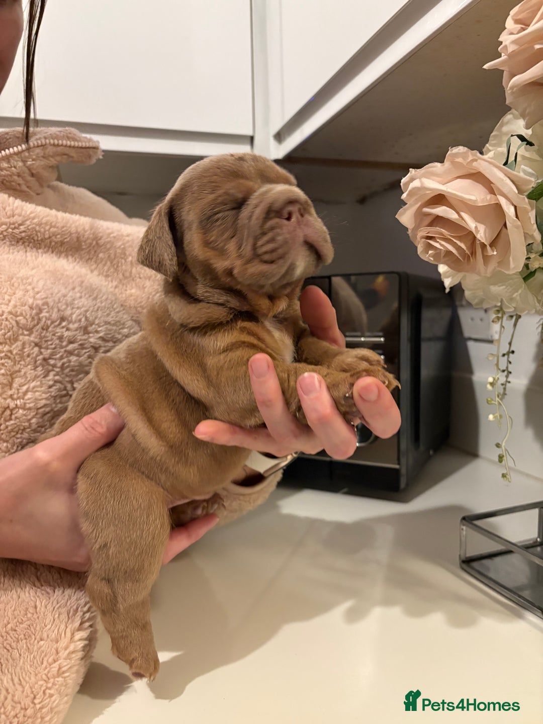 English Bulldog dogs for sale: Stunning KC registered English Bulldogs 4 left - Image 8