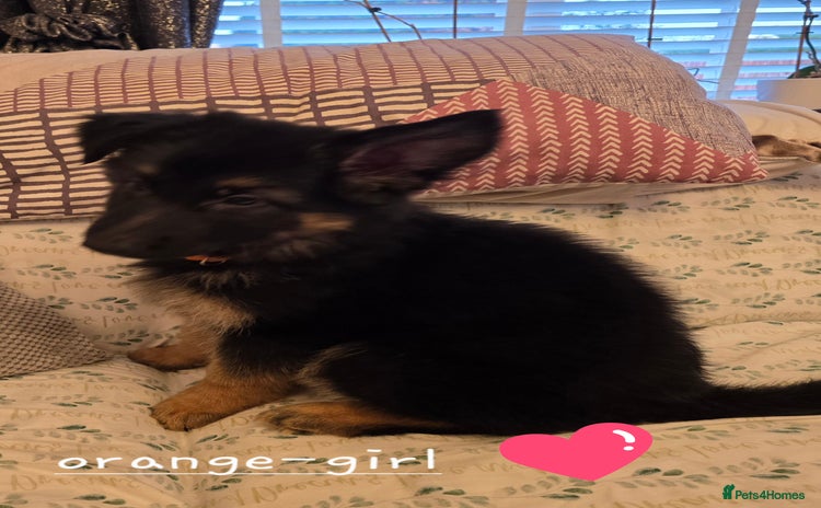 German Shepherd dogs - Advert 2