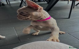 French Bulldog dogs for sale: French Bull Dog Puppies! - Image 7