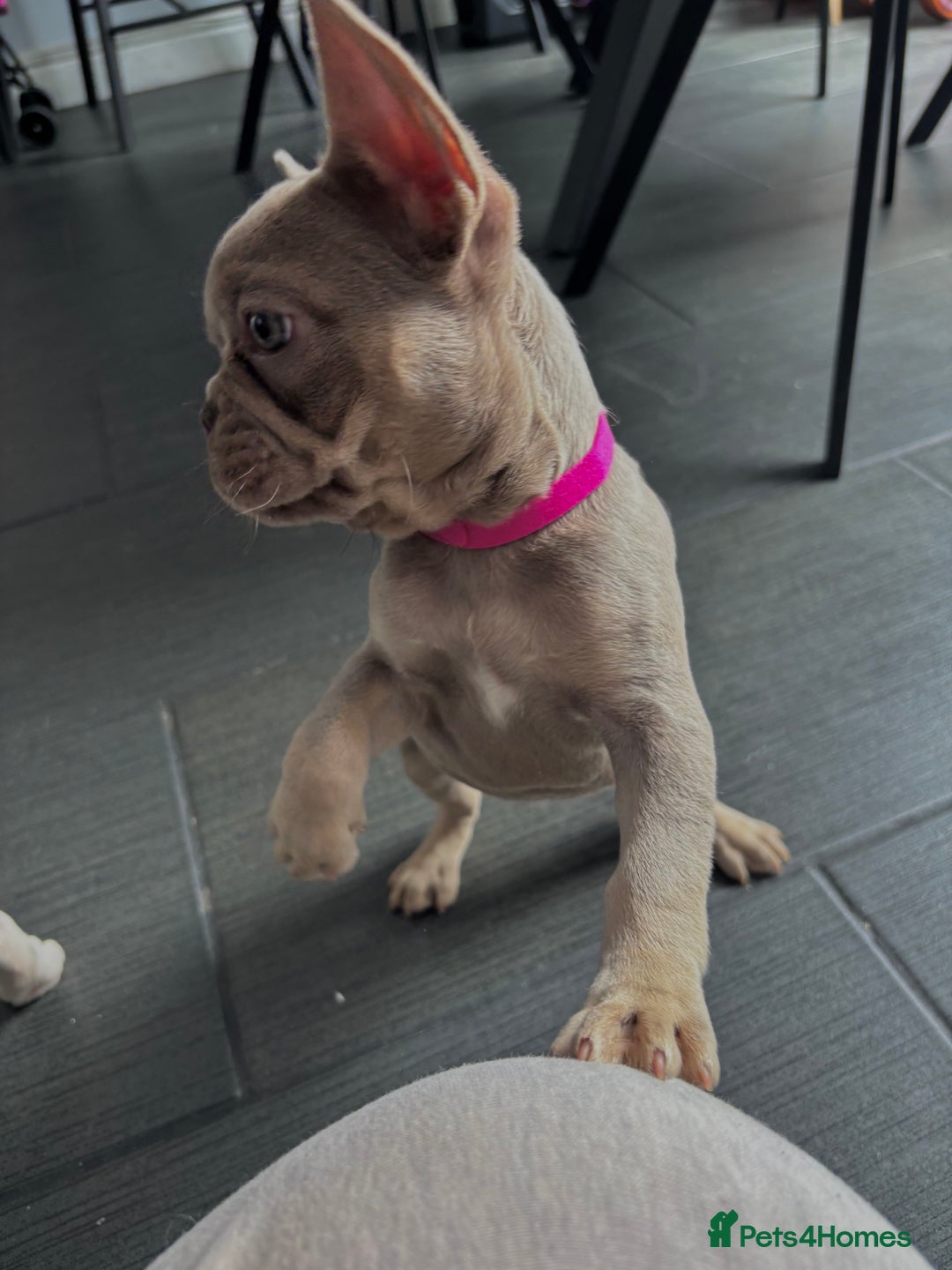 French Bulldog dogs for sale: French Bull Dog Puppies! - Image 7