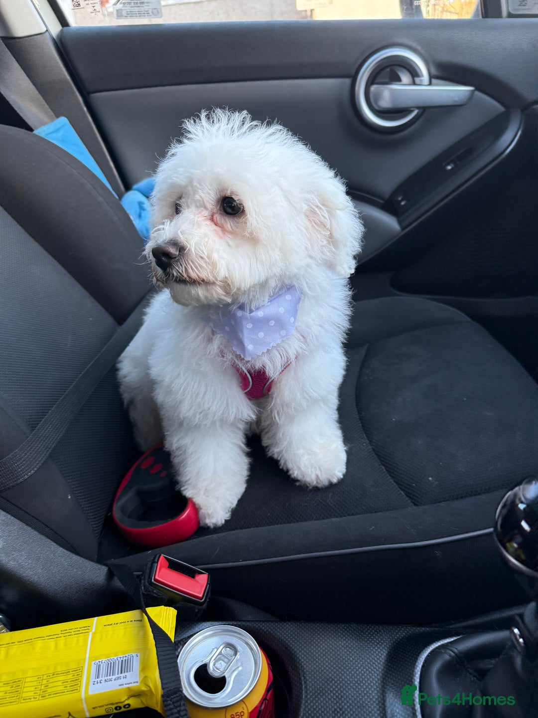 Bichon Frise dogs for sale: Angel (Bichon Frisé) - Advert 1