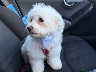 Bichon Frise dogs Angel (Bichon Frisé) - Advert 1