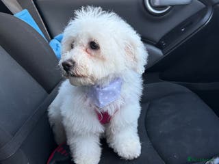 Bichon Frise dogs Angel (Bichon Frisé) - Advert 8