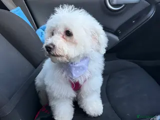 Bichon Frise dogs Angel (Bichon Frisé) - Advert 9