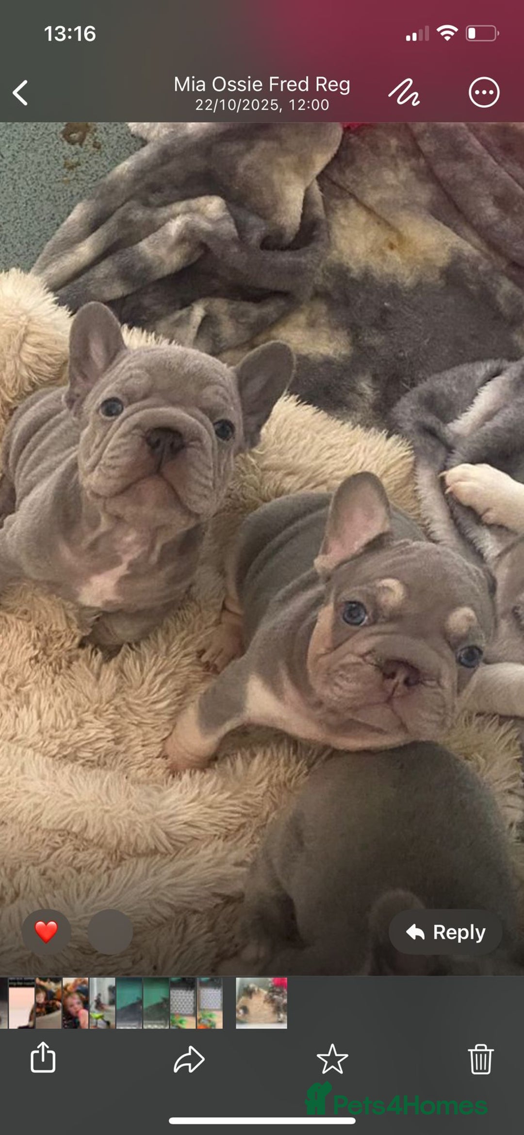 French Bulldog dogs for sale: Original X big rope French bulldogs - Image 10