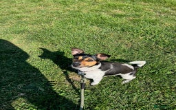 Jack Russell dogs for sale: Mini Jack Russel female - Image 3