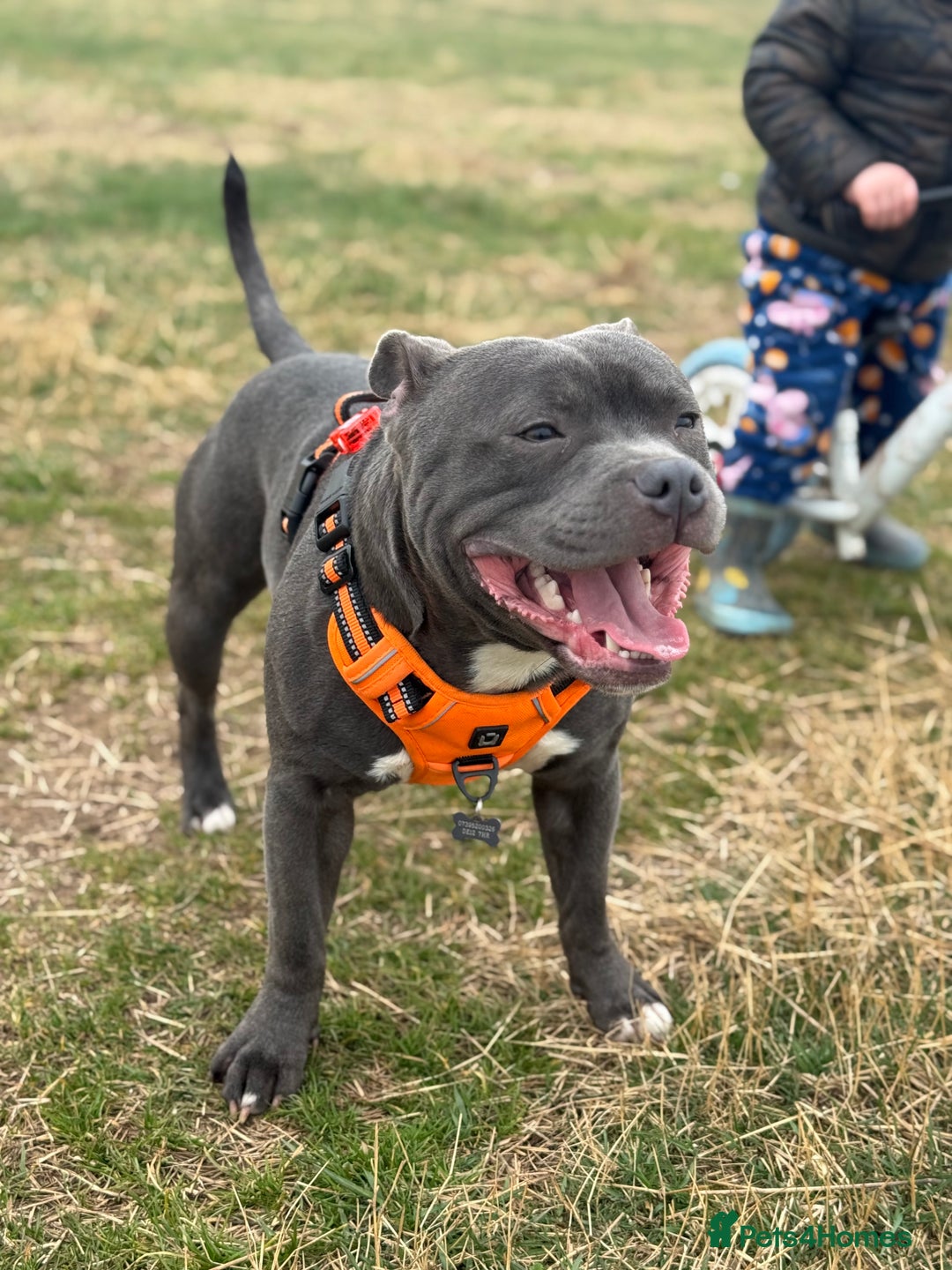 Staffordshire Bull Terrier dogs for stud: Blue Staff KC registered  “Koba” stud  in Swadlincote - Advert 5