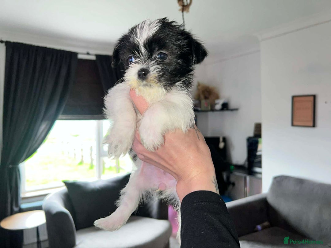 Zuchon dogs for sale: Shihzu x Bichion x Westie - Advert 18