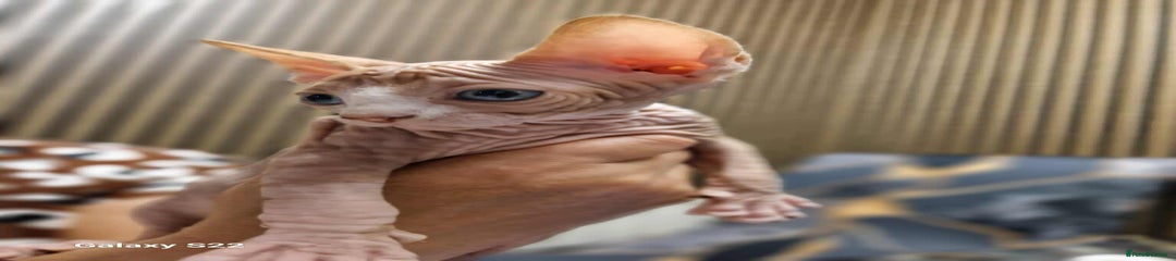 Sphynx Kitten 2
