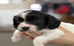 Cocker Spaniel dogs for sale: 🐾 3 KC Reg Blue Roan Cocker Spaniels for sale 🐾  - Image 4