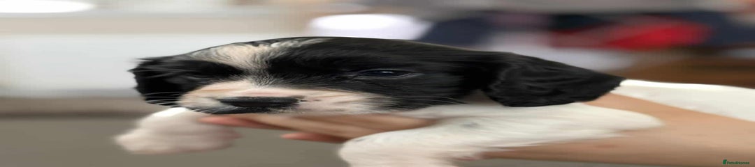 Artemis