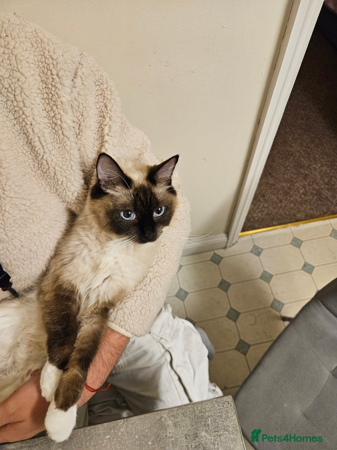 Ragdoll cats for sale: Ragdolls - Image 9