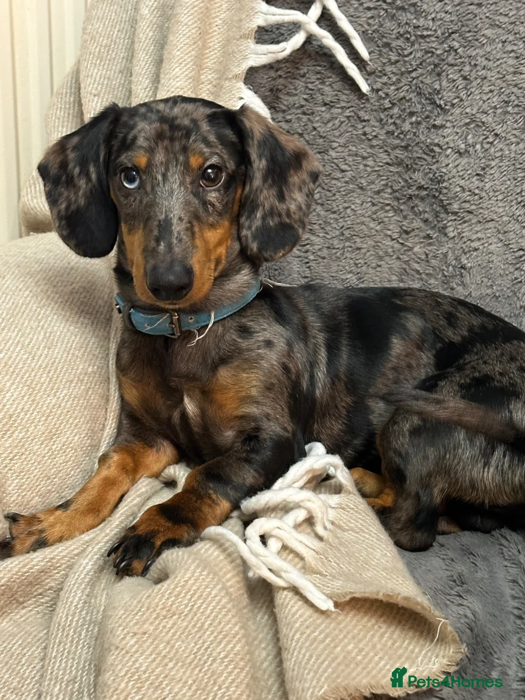 Dachshund dogs for sale: Male dachshund  - Advert 2