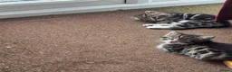 Mixed Breed cats for sale: Tabby Kittens Looking  for Their Forever Homes  - Advert 9