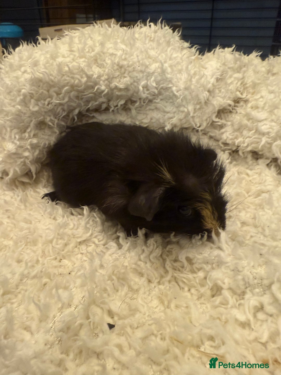 Guinea Pig rodents for sale: Baby guinea pigs  - Advert 6