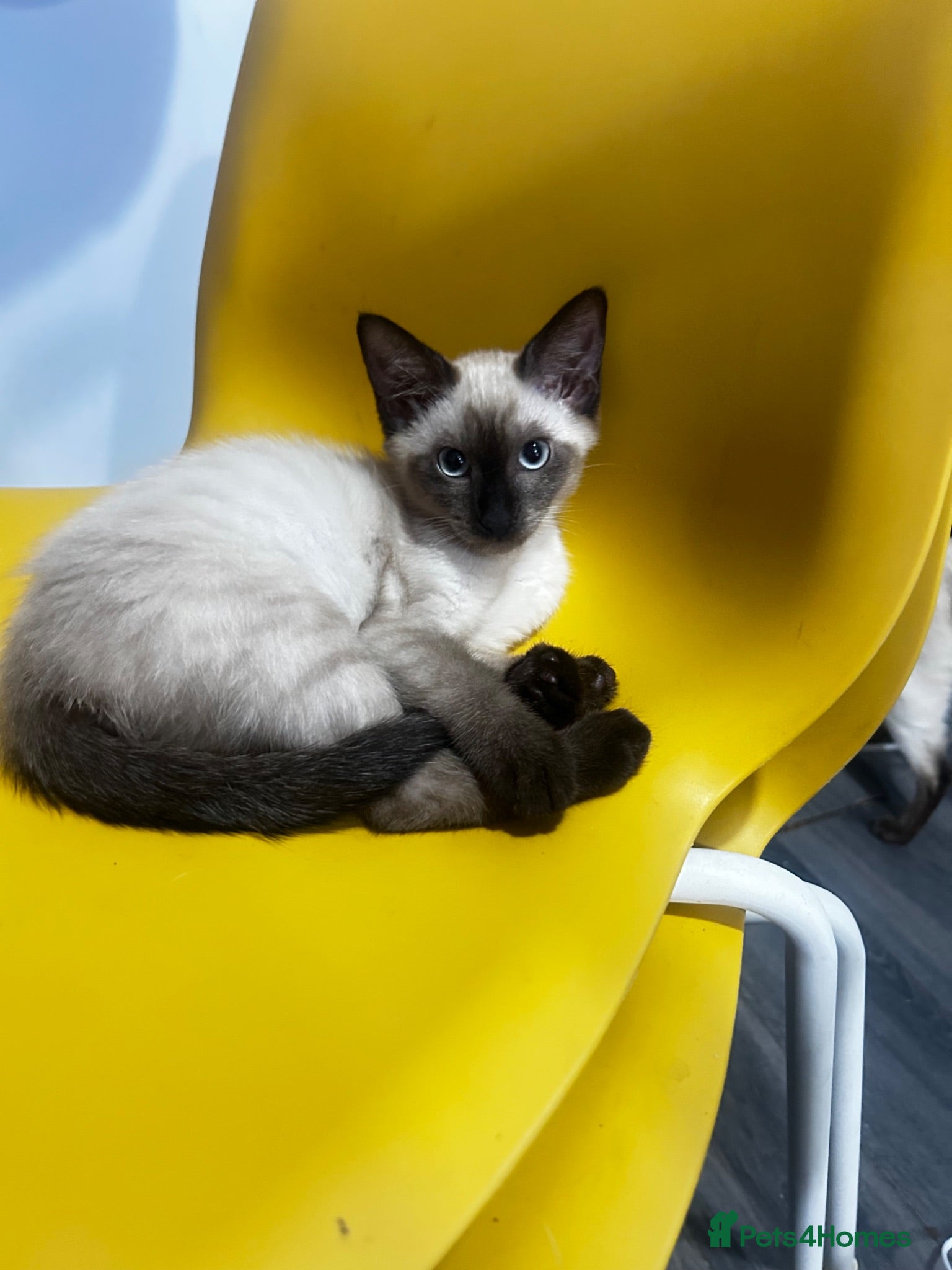Siamese cats Stunning Siamese girl ready for new lap  - Advert 18