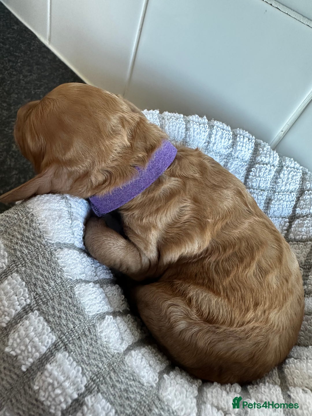 Cockapoo dogs for sale: Red & Apricot Cockapoo puppies  - Advert 21