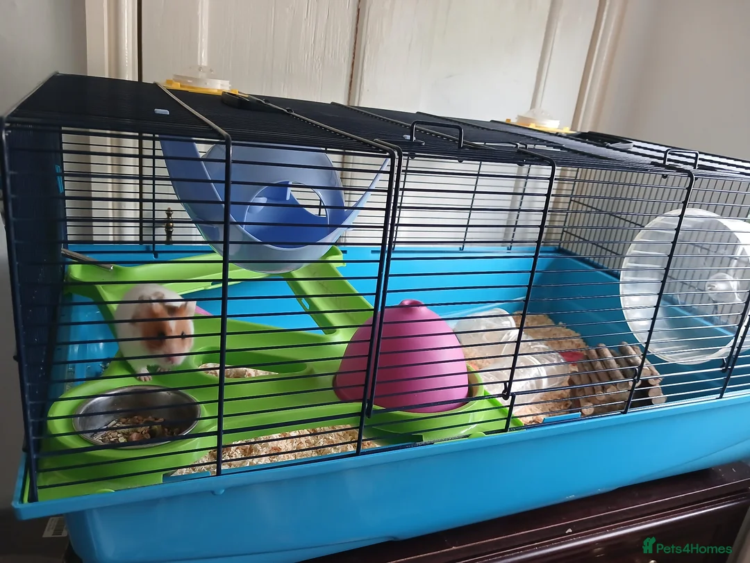 Hamster rodents for sale: Hamster with cage in Basingstoke - Advert 4