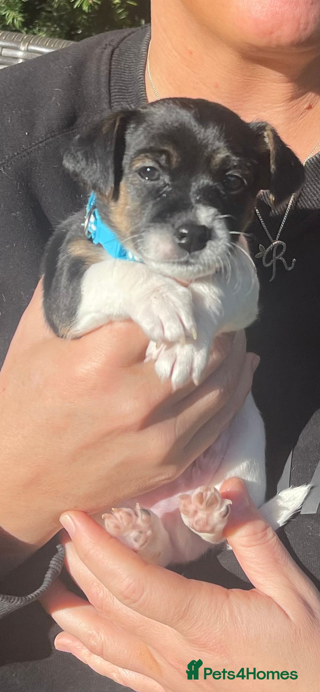 Jack Russell dogs for sale: Stunning Jack Russell puppies - Advert 26