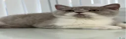 British Shorthair cats for sale: GCCF QUALITY BRITISH SHORTHAIR KITTENS - Advert 6