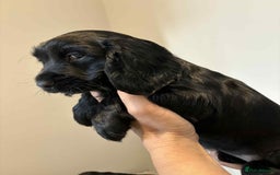 Cocker Spaniel dogs for sale: Pure show type dna health tested KC reg parents  - Image 5