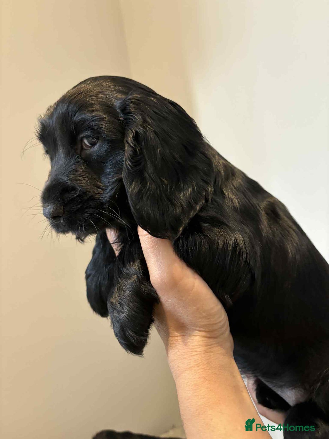 Cocker Spaniel dogs for sale: Pure show type dna health tested KC reg parents  - Image 5