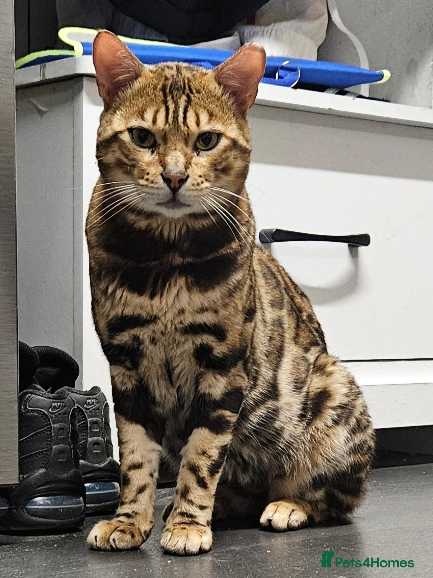 Bengal cats Tica registered bengal male - Advert 1