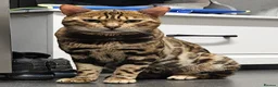 Bengal cats for sale: Tica registered bengal male - Advert 1