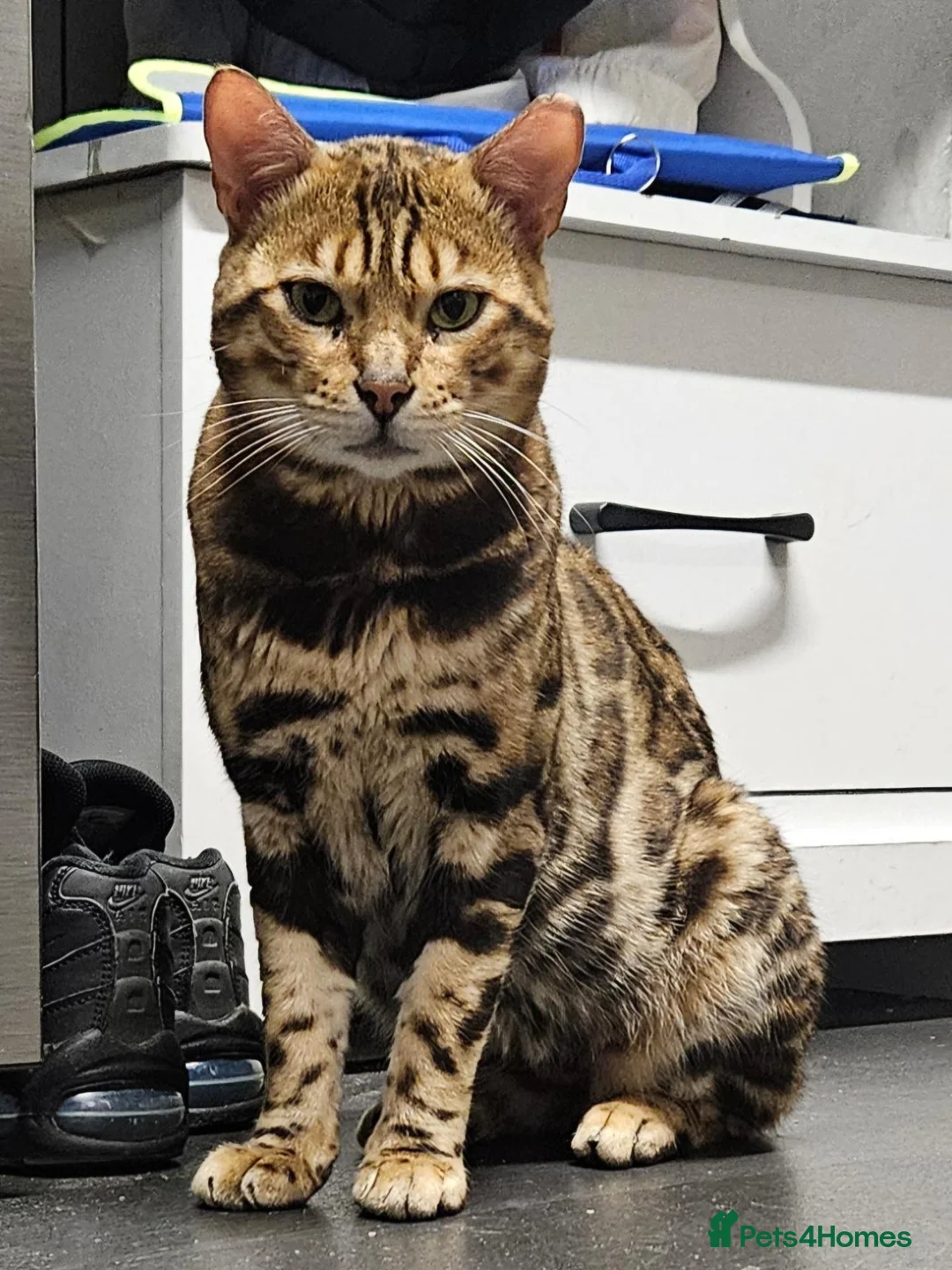 Bengal cats for sale: Tica registered bengal male - Advert 1
