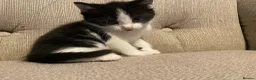 Mixed Breed cats for sale: Three beautiful boys  - Advert 8