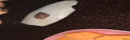 Snails invertebrates for sale: 3 Babies achatina jadatzi/white jade giant snails - Advert 3