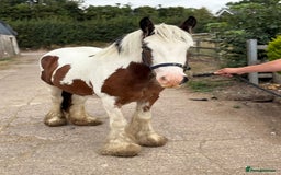 Irish Cob horses for sale: What a super little Coblet  - Image 5