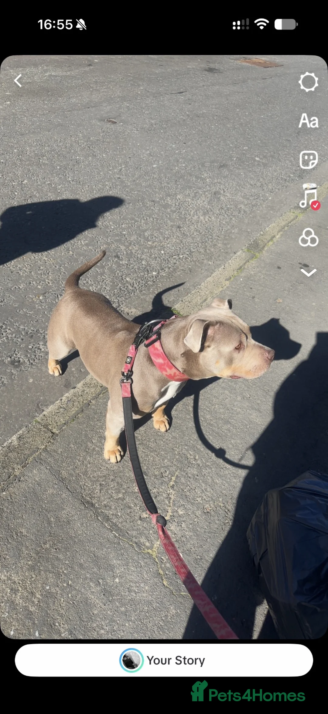 Staffordshire Bull Terrier dogs for stud: bonnie  - Advert 2