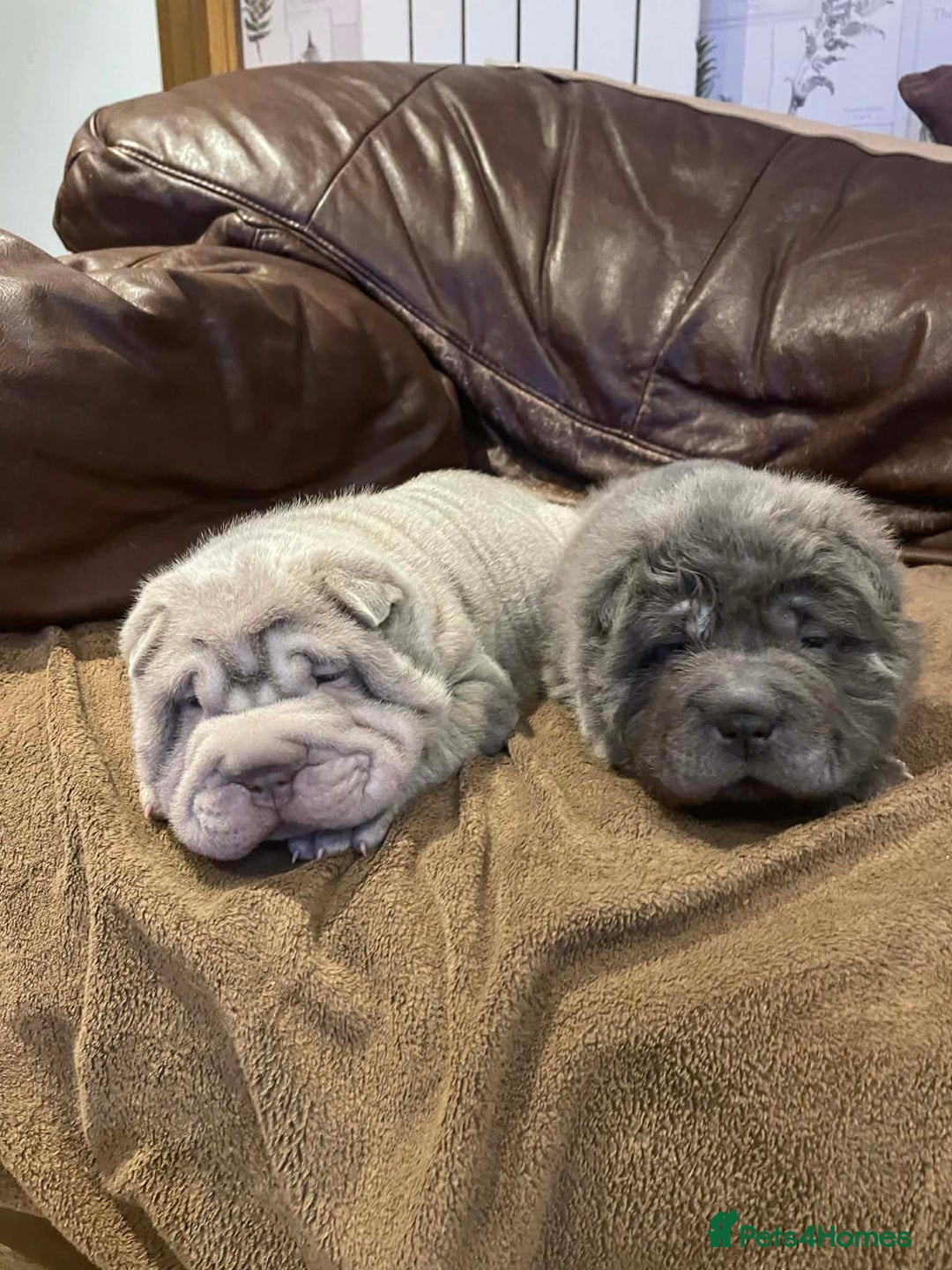 Shar Pei dogs for sale: 4 Shar pei puppies for sale - Advert 11