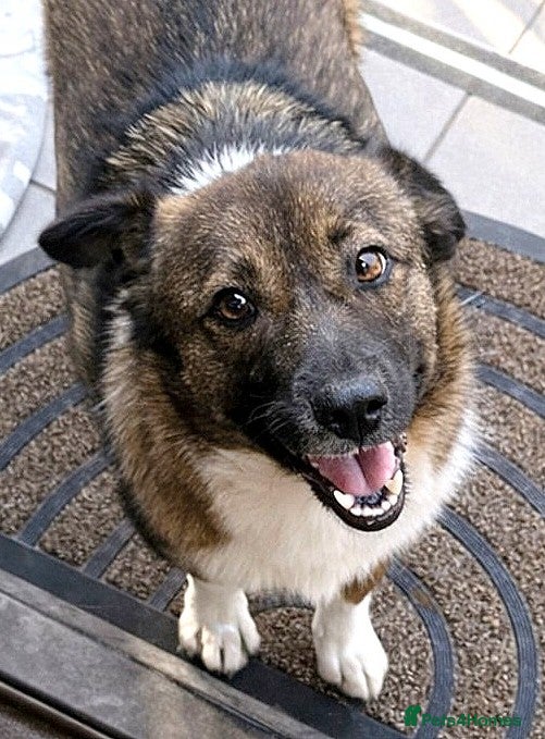 Mixed Breed dogs BELLA -  a superb little girl, for a Loving Home - Advert 2