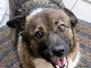 Mixed Breed dogs BELLA - a superb little girl, for a Loving Home - Advert 2