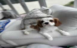 Cavalier King Charles Spaniel dogs for sale: READY NOW Fully health tested included MRI scan  - Image 27
