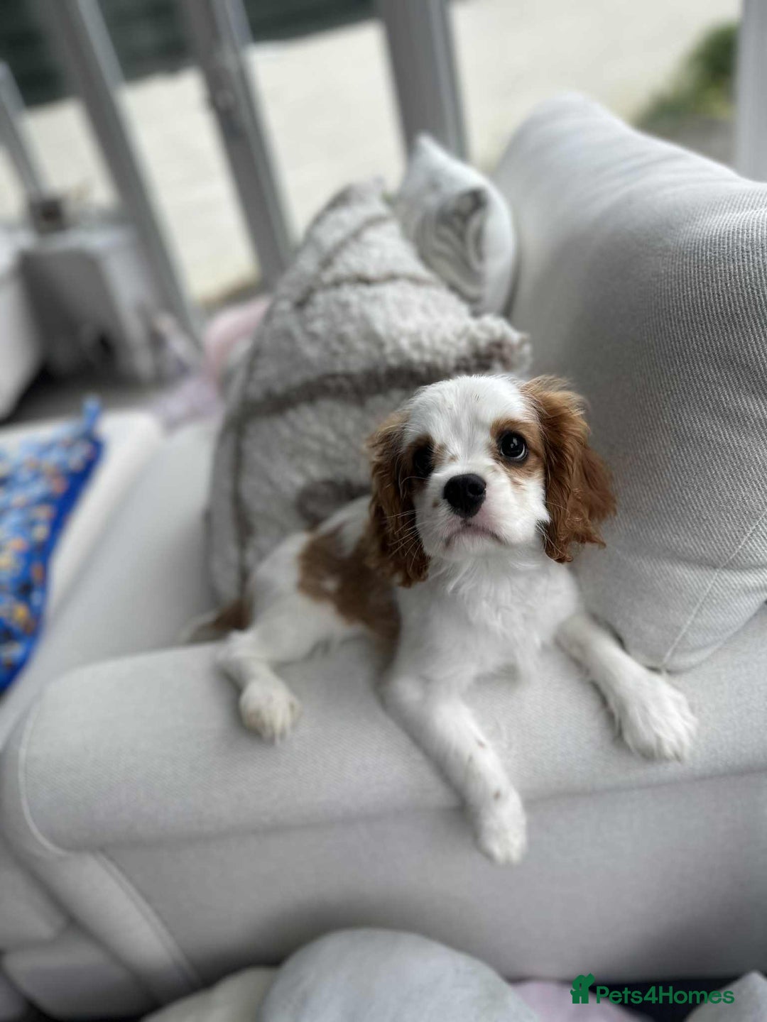 Cavalier King Charles Spaniel dogs for sale: READY NOW Fully health tested included MRI scan  - Image 27